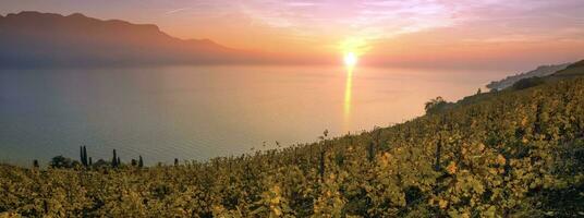 panorama på lavaux område, vaud, schweiz foto