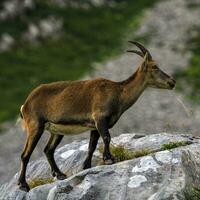 kvinna vild alpin, capra stenbock, eller Steinbock foto