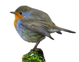 europeisk robin, erithacus rubecula, eller robin rödbröst, uppflugen på en gren i vit bakgrund foto