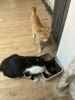 svart och vit katt äter torr mat i metall behållare med ingefära kattunge tittar på. herrelös indonesiska vild katt isolerat på semi utomhus- miljö med trä- golv bakgrund foto
