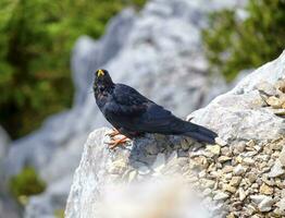 alpina tjata, eller gulnäbbad tjata, pyrrhocorax graculus foto