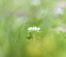 oxöga tusensköna, oxeye tusensköna, hund tusensköna, prästkrage, leukantemum vulgare foto