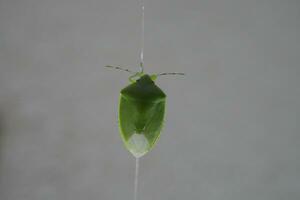 en grön insekt på en spindelns tråd foto
