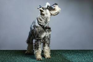 miniatyr- schnauzer, 1 år gammal, stående i främre av studio bakgrund. foto