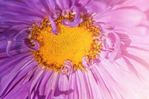 makro Foto av lila och gul aster blomma. blomma i solsken som bakgrund.