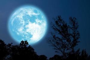 fullkorn blå mån silhuett träd i fältet på natthimlen foto
