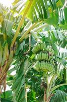 gröna omogna bananer som samlas på samma gren. foto