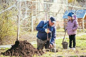en far och hans dotter är plantering en frukt träd foto