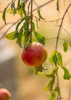 ett granatäpple rå hängande träd foto