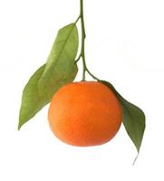 mandarinfrukt isolerad foto