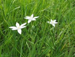 stjärna av Bethlehem blomma foto