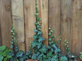 murgröna växt på staket foto