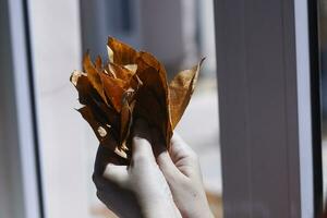 hand innehar en lugg av falla löv foto