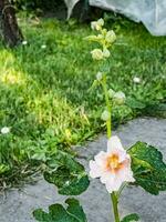 rosa allmänning malva. latin namn malva l. blommor glans under de strålar av de Sol. foto