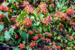 närbild av visnade linnea amabilis blommor eller skön buske med grön hårig utsäde skida foto