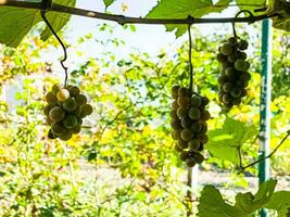 mogen vit muscat vin vindruvor växa på de buskar. klasar av vin vindruvor är redo för skörda. foto