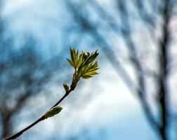 närbild av de knoppar, stam och små ung grön löv av sorbus torminalis l. solig vår dag . foto