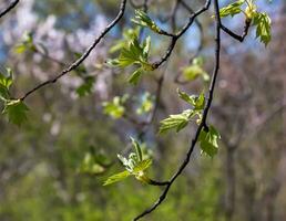 närbild av de knoppar, stam och små ung grön löv av sorbus torminalis l. solig vår dag . foto