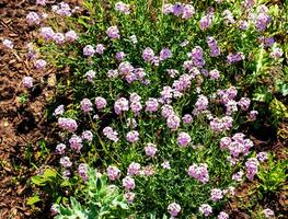 persisk krasse eller persisk blommor aetionem grandiflorum blooms i de trädgård. foto