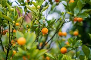 våt knippa av färsk kumquats på de träd foto