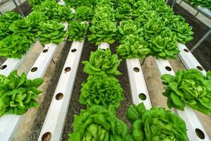 hydroponiska jordbruk systemet, organisk hydroponiska vegetabiliska trädgård i växthus. foto