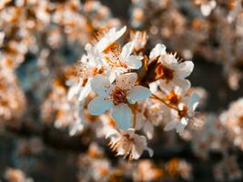 små blomma blommor - närbild -stiliserade foto