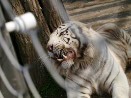 arg vit bengal tiger foto