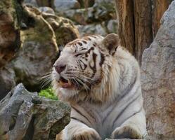 sömnig vit bengal tiger foto