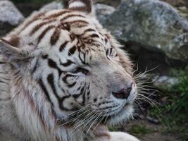 vit bengal tiger - huvud närbild skott foto