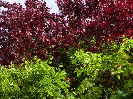 röd och grön löv - trädtopparna foto