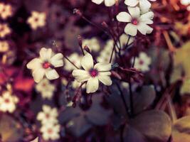 sublim små vit vild blommor foto