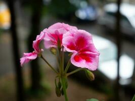 ganska rosa blommor foto