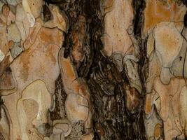 träd bark textur med mörk brun spricka foto
