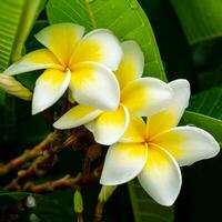 skön vit plumeria blommor - regndroppar på de blommor foto