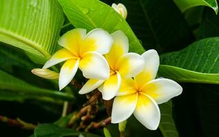 tre skön plumeria blommor bara efter de regn foto