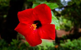 skön lysande röd kinesisk hibiskus foto