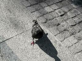 stad duva på grå stad gata foto