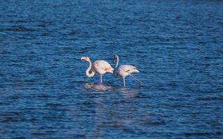 ung skön flamingos gående i blå sjö foto