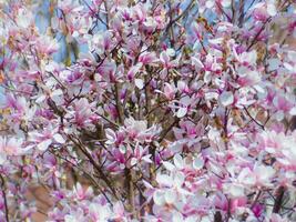 ljus skön japansk magnolia träd i full blomma - Söt rosa blommor foto