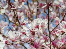 japansk magnolia träd - skön rosa och vit blommor närbild skott foto