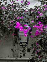 gata lykta omgiven förbi rosa bougainvillea blommor foto