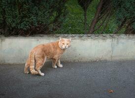 Häftigt orange herrelös katt med ljus gul ögon foto