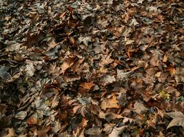 fält av lönn löv i sent höst foto