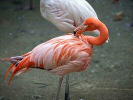 Fantastisk ljus rosa flamingo grooming dess fjädrar foto