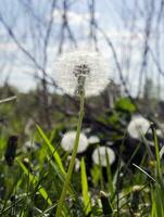 maskros blomma i grön gräs foto