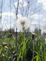 maskros blomma i grön gräs foto