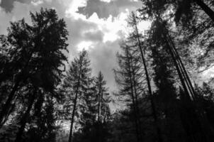 svart och vit mystisk skog foto