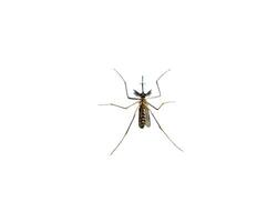 mygga arter Aedes aegyti sömn öppen foto