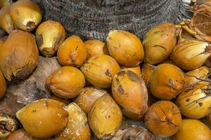 omgång av gul kokosnötter foto