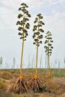 tre lång växter med gul blommor i de öken- foto